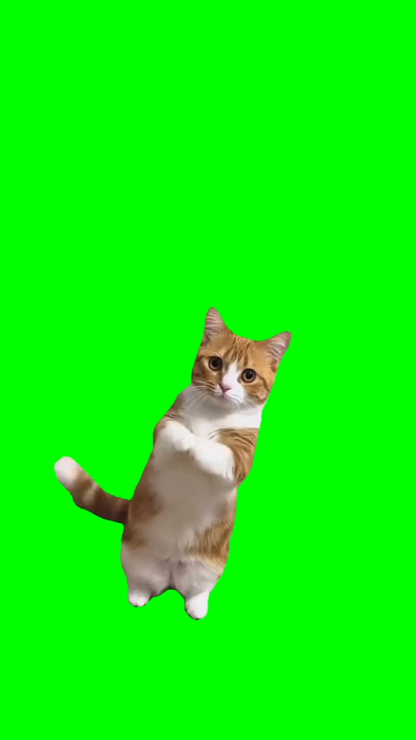 El gato pide manos