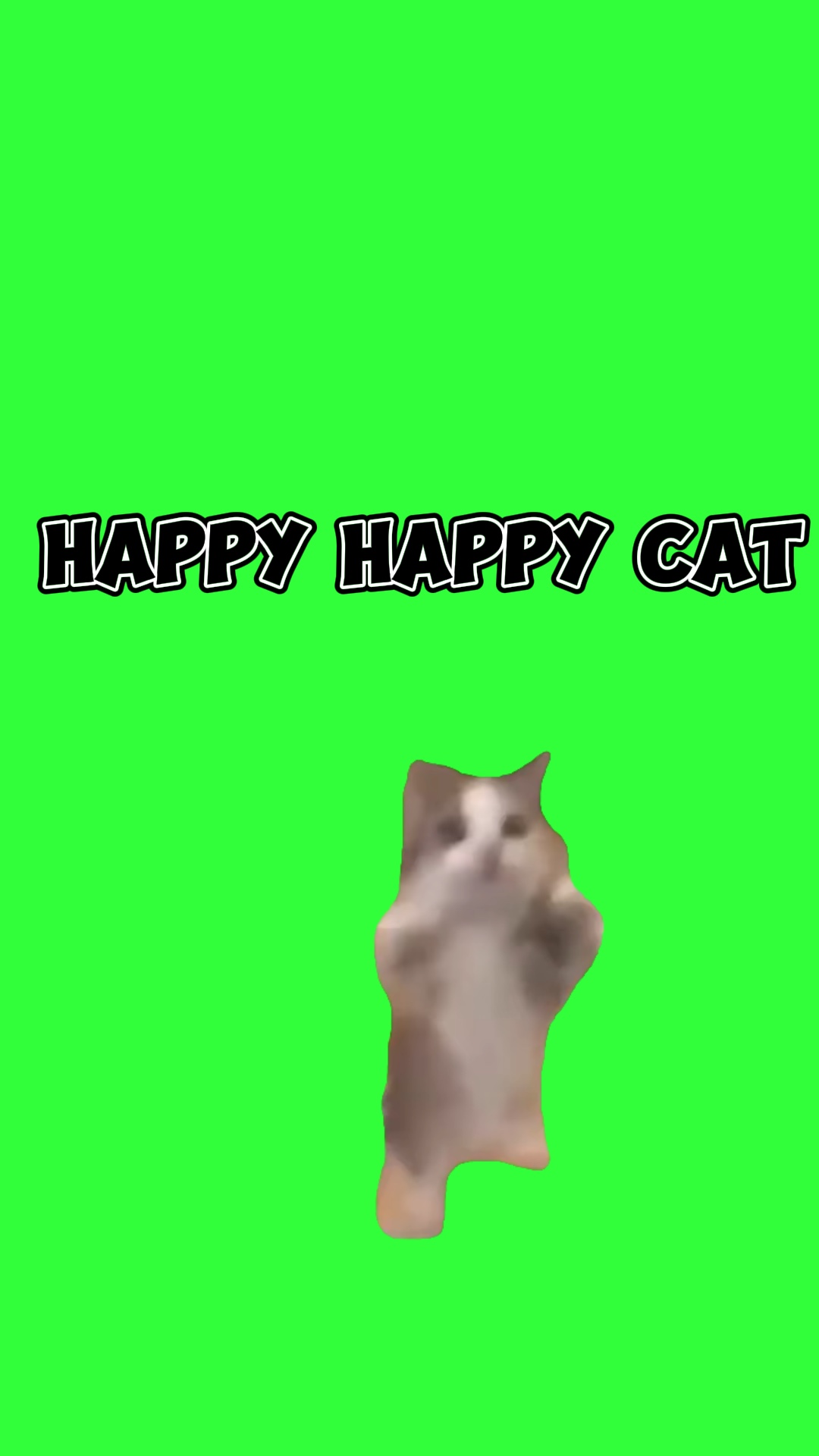 Gato feliz feliz