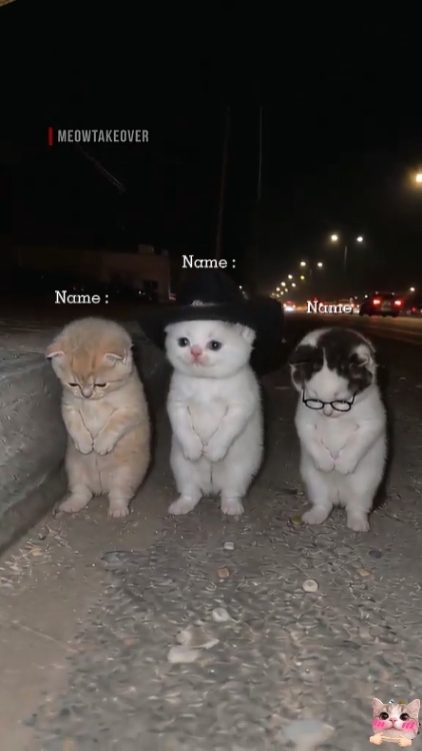 Tendencia del gato de baile divertido