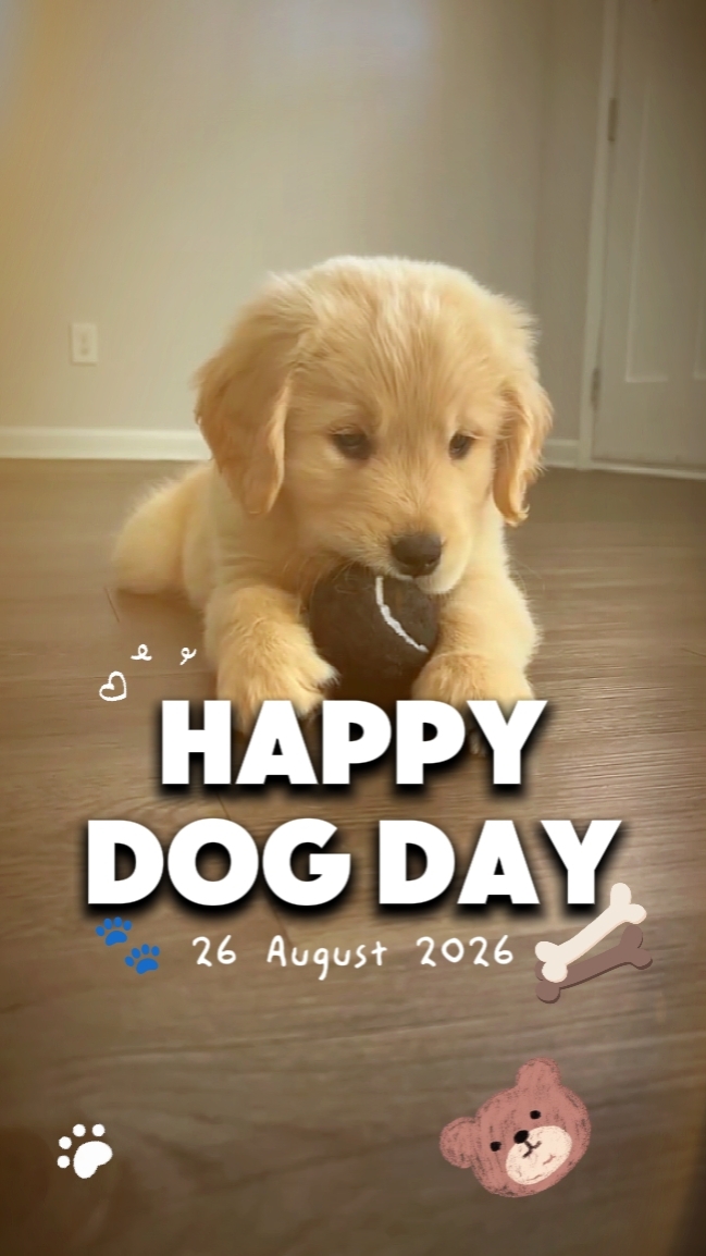 dogday 2026