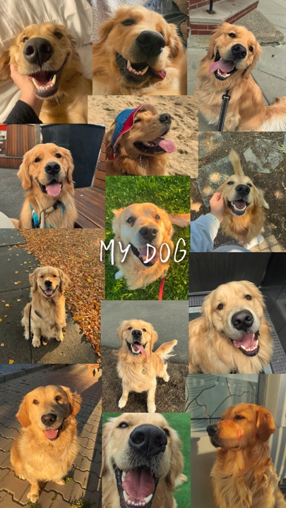 Mon chien