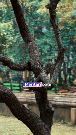 3KLIP MENTARI PAGI
