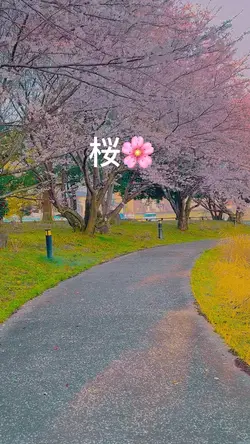 Cinematic sakura