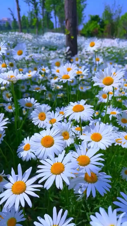 Flores Hermosas 