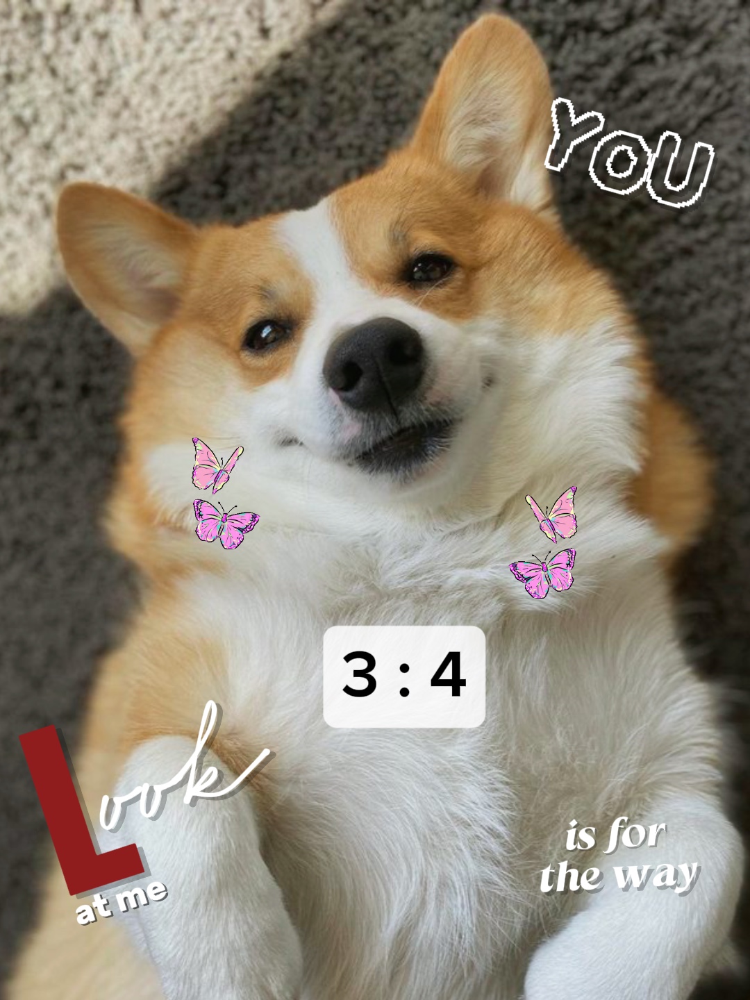 4 Resim | Sevimli Köpek