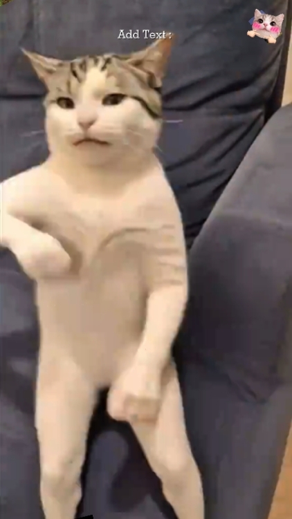 Gato engraçado