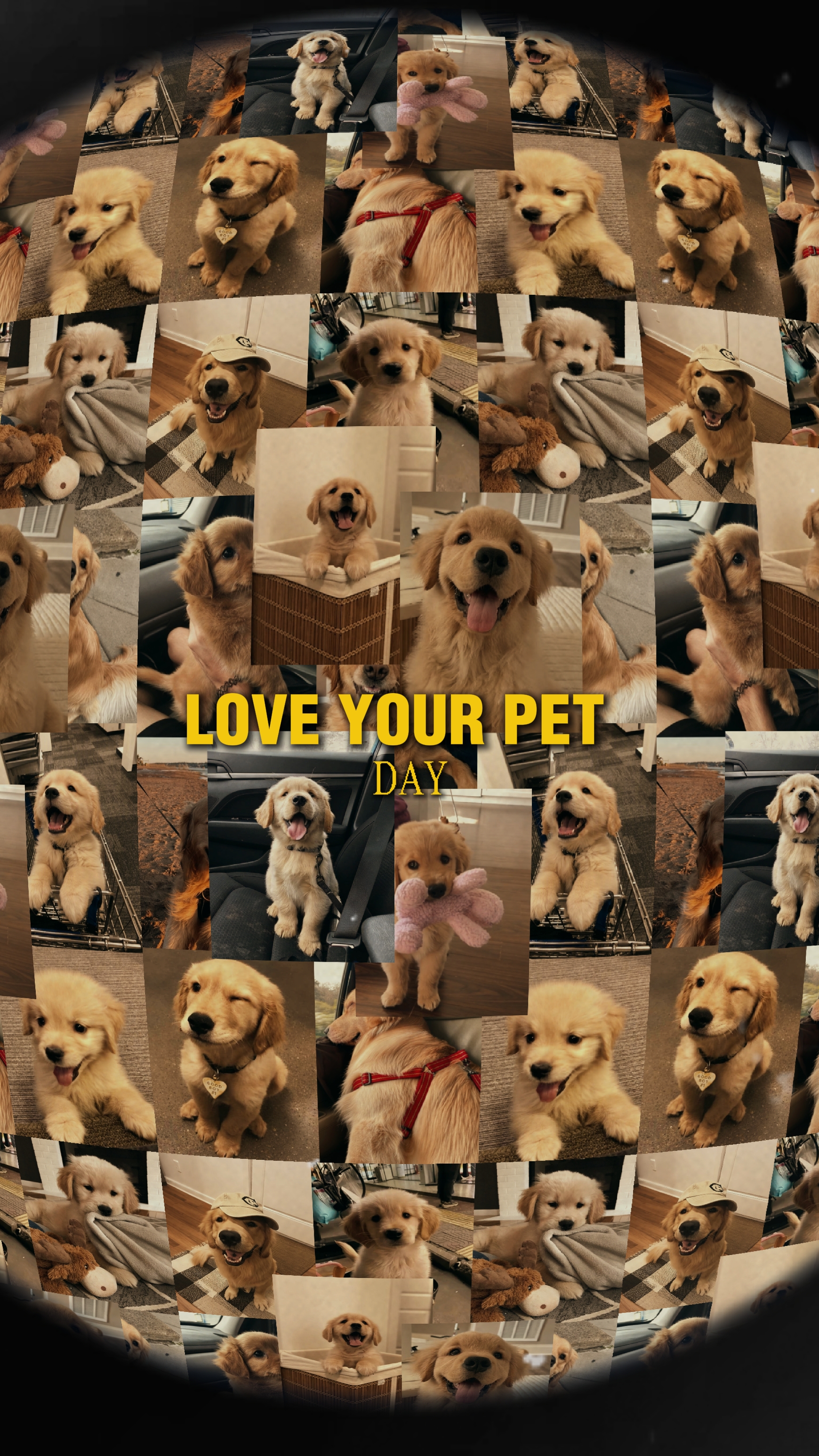 love your pet day