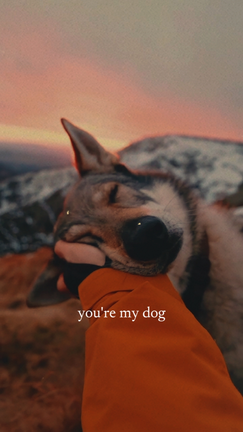 Eres mi perro 