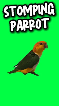 STOMPING PARROT