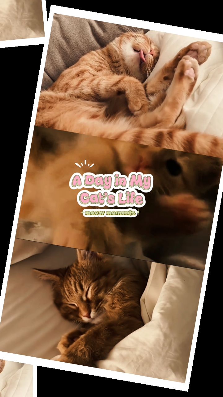 Vlog der Katze
