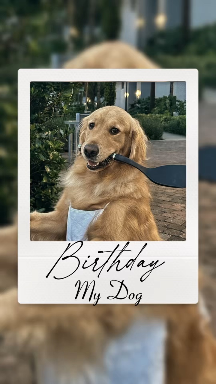 Geburtstag mein Hund 