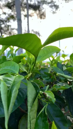 🍃