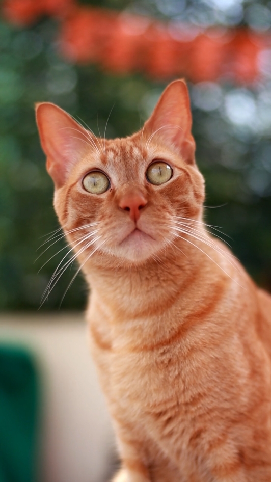 Amantes de los gatos