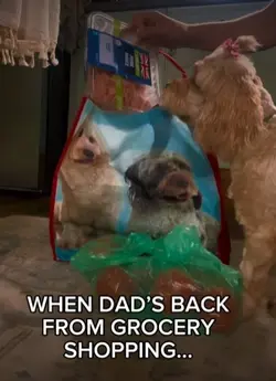 GIB TREATS!