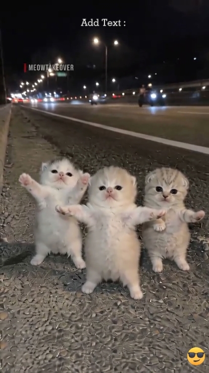 Tendência Dance Cat