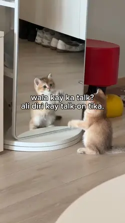 wala kay ka talk?