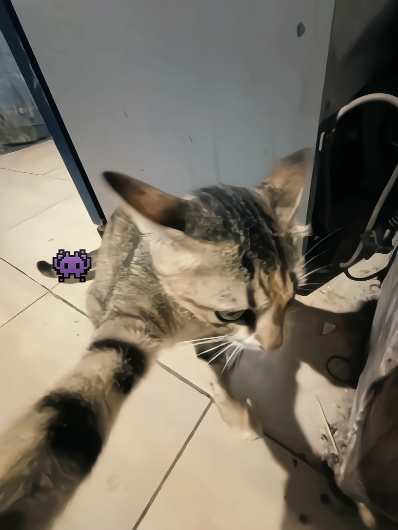 Foto ao vivo stiker