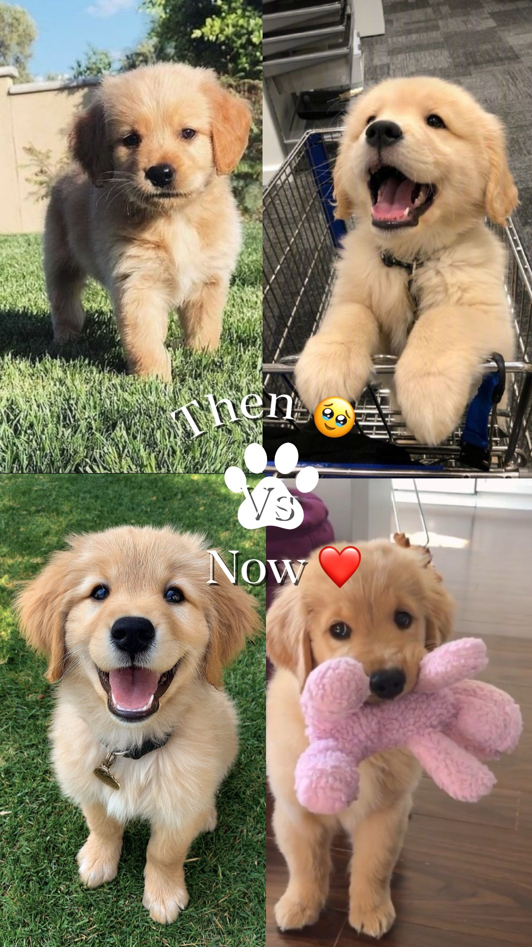 Alors vs maintenant 🐾🐶