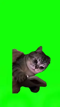 Cat Texting