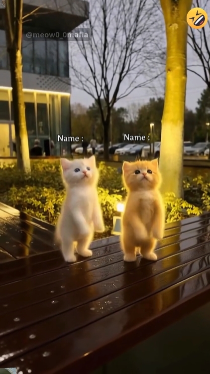 Funny Dance Cat
