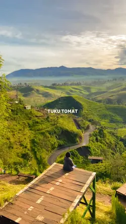 tuku tomat
