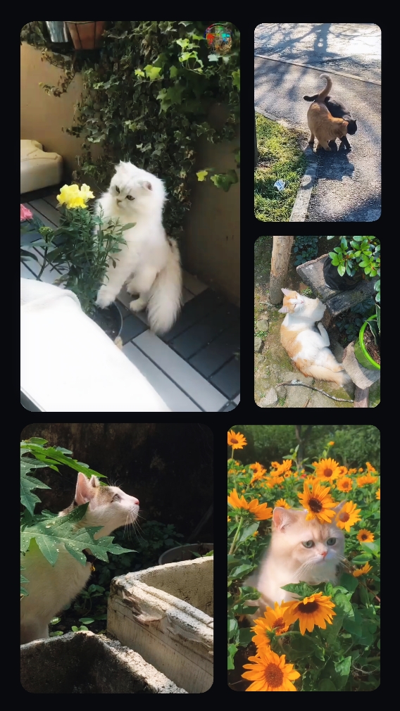 Aking Cat Video