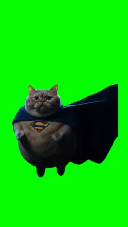 wizard Cat