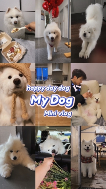happy day dog
