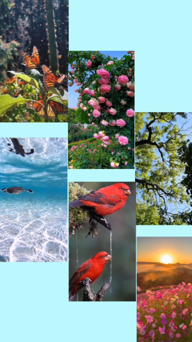 Color Transitions