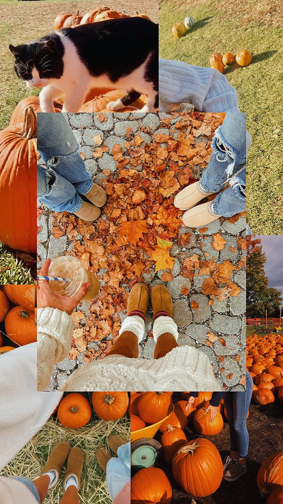 PARCHE DE CALABAZA FOTOS 