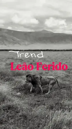 leão ferido trend