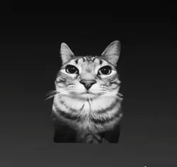 Car/Cat edit