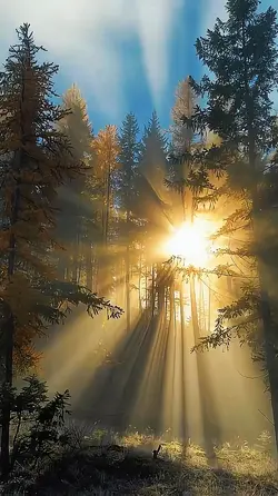 Morning light 