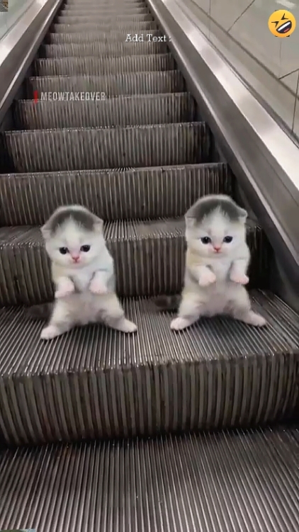 Cute Cat, 