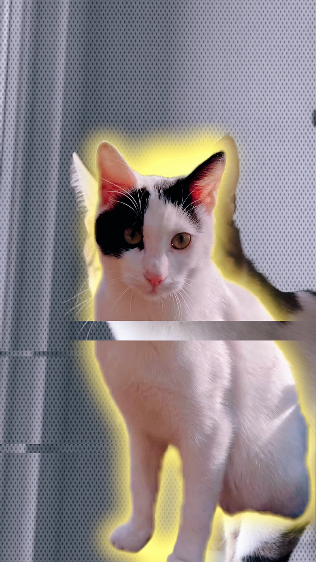 MIAU DE MONTAGEM |