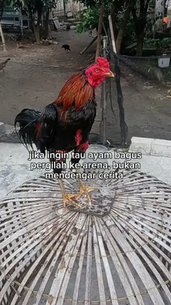 story ayam