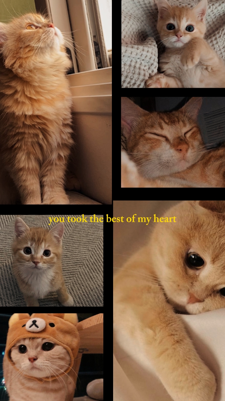Kedi Anıları