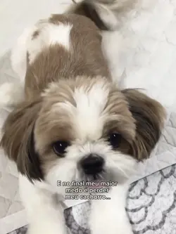 e no final../dog