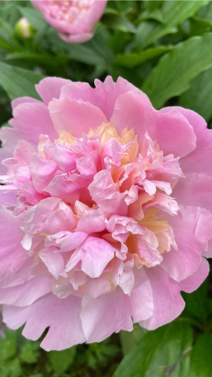 Pink flower