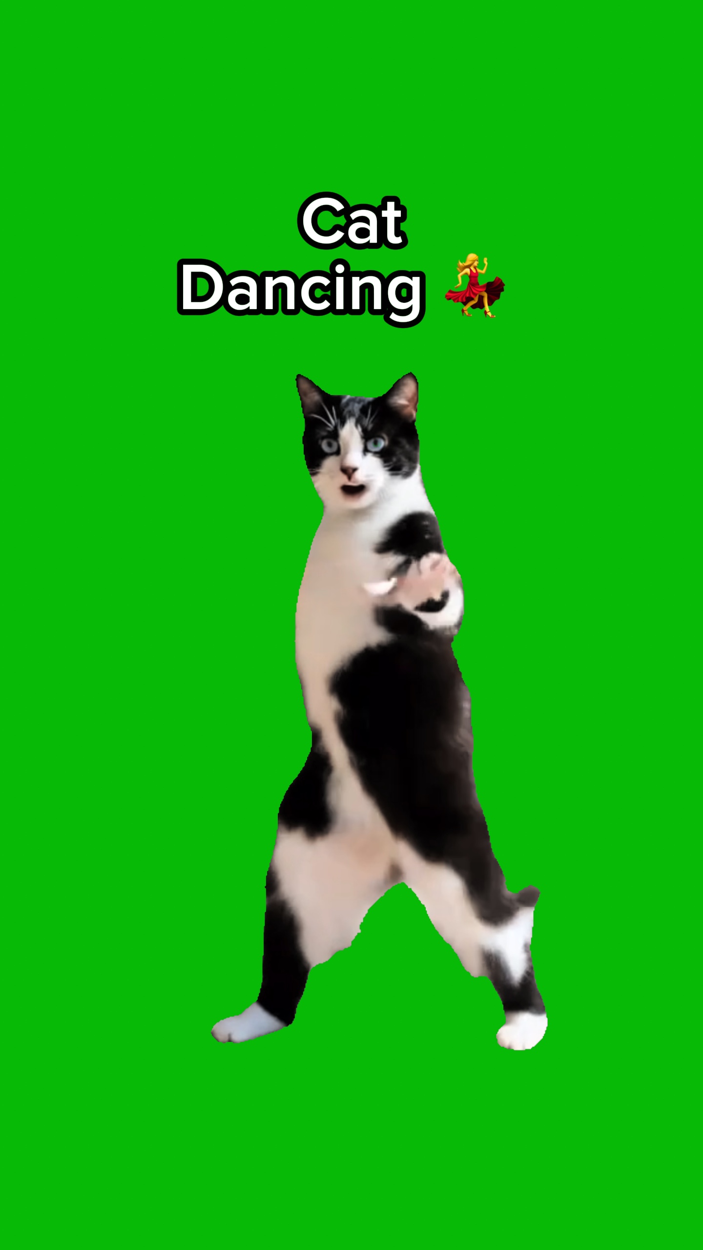 Gato dançando