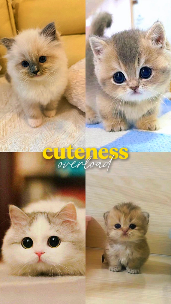 cuteness overload