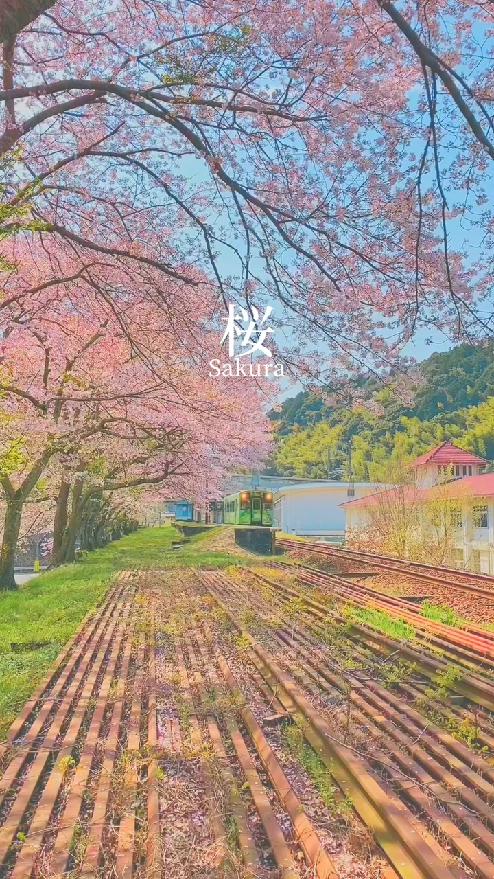 桜