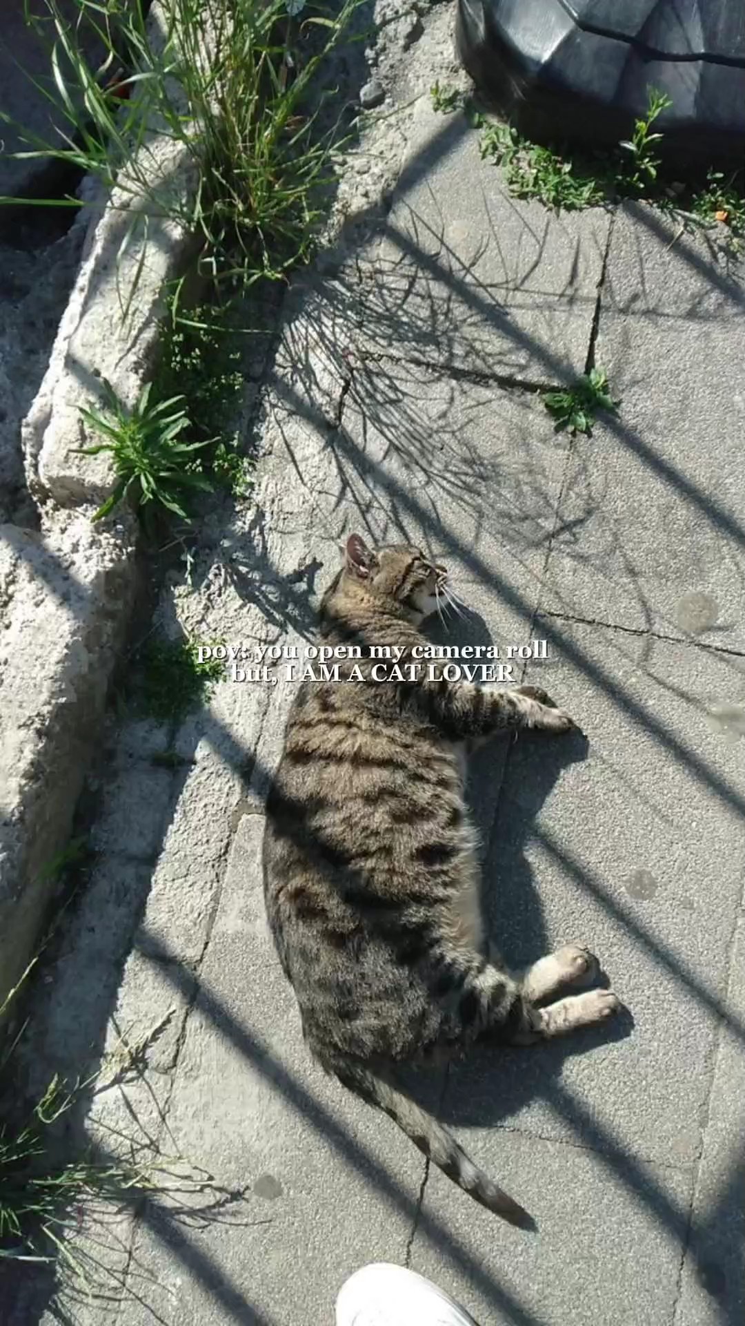 kedi severler resimleri