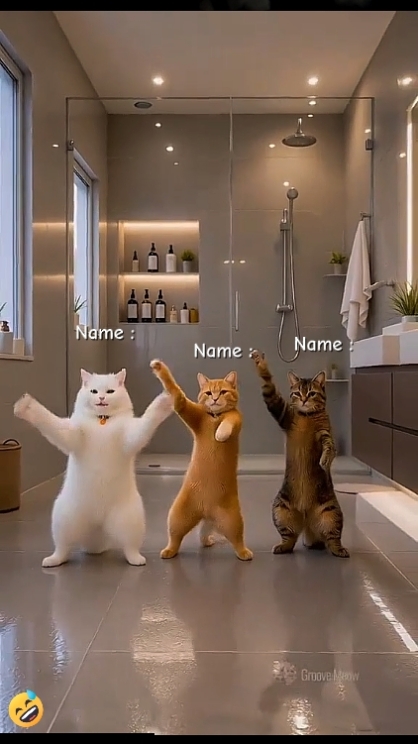 Dance Cat Trend