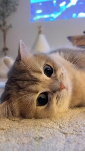 Niedliche Katze | Lustig
