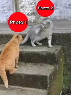 Cat fight