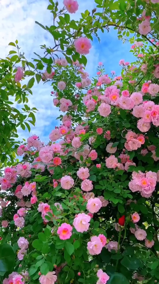 Flower Lover