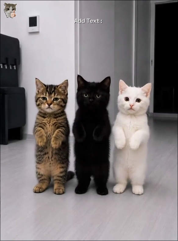 Niedliche Katze Trend
