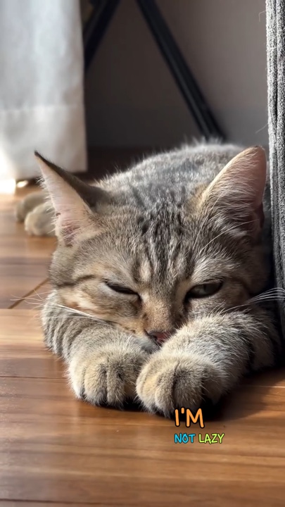 tembel kedi