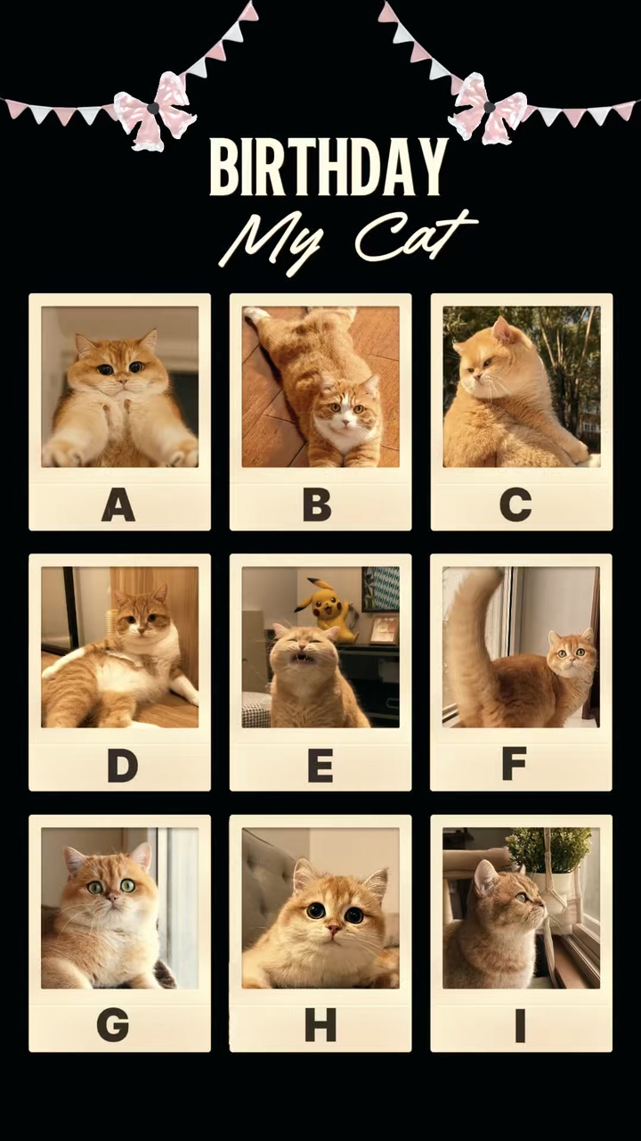 Kucing saya 
